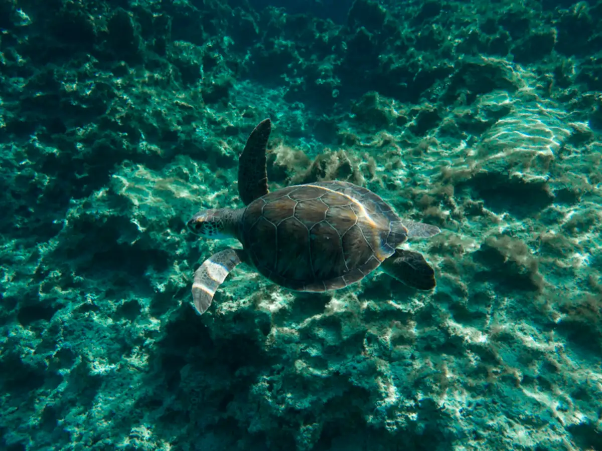 caretta caretta mediterranean